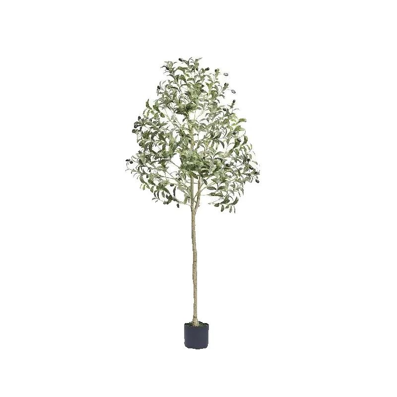 ต้นมะกอกเทียม SucceBuy สูง 4/5 - Dracaena Marginata บทวิจารณ์และราคา